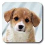 puppies android application logo